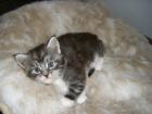 2 Maine Coon Katerchen suchen neues Zuhause